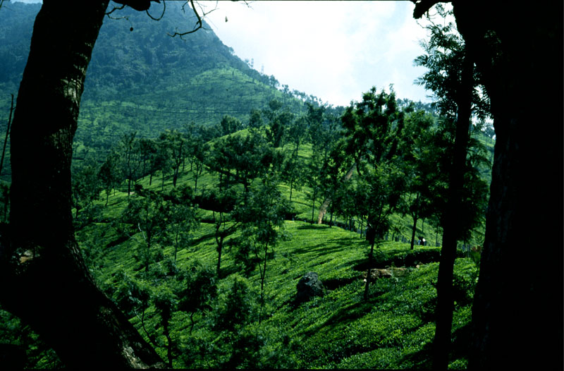 Ökologische Teeplantage in den Nilgiri-Bergen