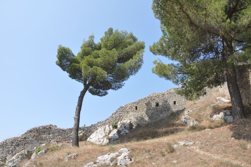 Baum auf der Festung Kalaja