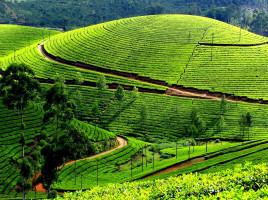 Teeplantagen in Kerala