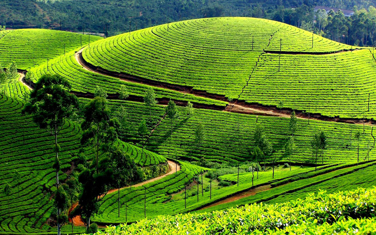 Teeplantagen in Kerala